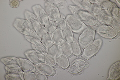 Puccinia albescens
