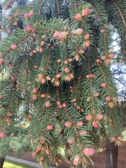 Picea glauca
