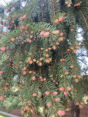 Picea glauca