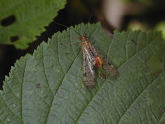 Panorpa submaculosa