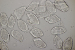 Puccinia albescens