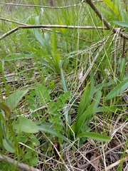 Rhopalomyia capitata