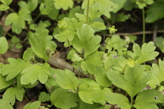 Puccinia adoxae
