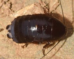 Loboptera