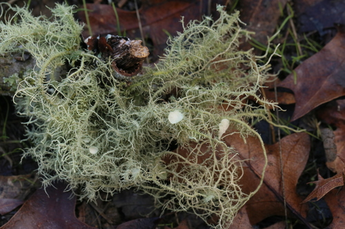 iNaturalist observation photo of beard lichens