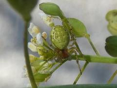 Araniella opisthographa