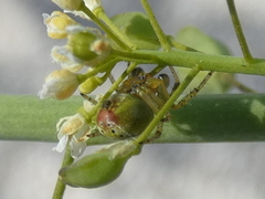 Araniella opisthographa