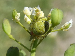 Araniella opisthographa