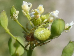 Araniella opisthographa