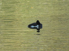 Aythya fuligula