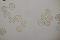 Puccinia albescens