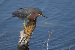 Butorides virescens image