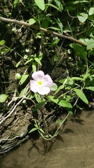 Oenothera speciosa