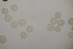Puccinia albescens