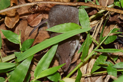 Myosorex varius