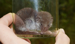 Myosorex varius