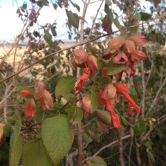 Salvia sessei