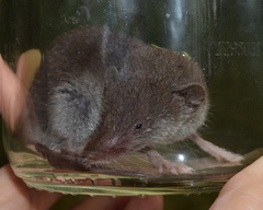 Myosorex varius