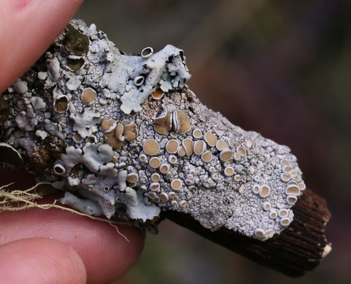 iNaturalist observation photo of Crabseye Lichens