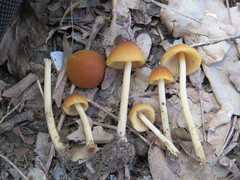 Conocybe ochrostriata