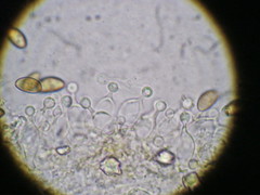 Conocybe ochrostriata
