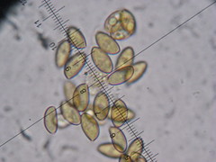 Conocybe ochrostriata