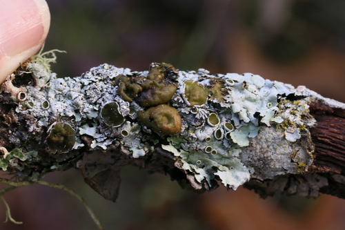 iNaturalist observation photo of Fringed Shield Lichen