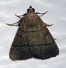 Hypsopygia nostralis