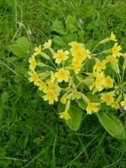 Primula elatior
