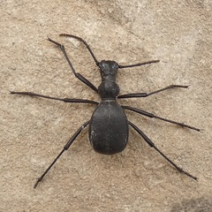 Leptoderis solieri