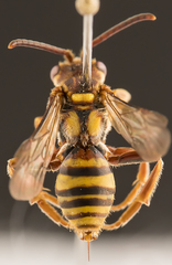 Nomada annulata