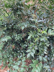 Danae racemosa