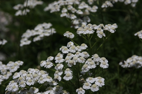 Achillea abrotanoides (Achillea abrotanoides)
