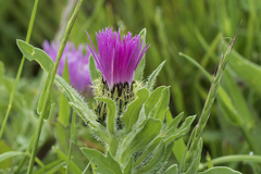 Centaurea pullata