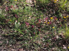 Astragalus monspessulanus monspessulanus