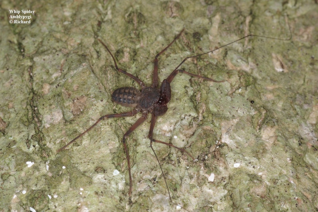 Sarax singaporae