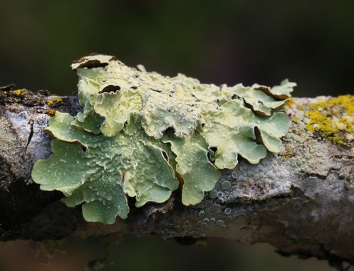 iNaturalist observation photo of Speckled Greenshield Lichens