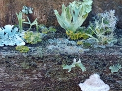 Fungi