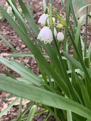 Leucojum vernum