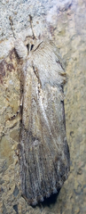 Spodoptera albula