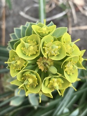 Euphorbia epithymoides