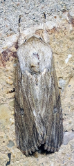 Spodoptera albula