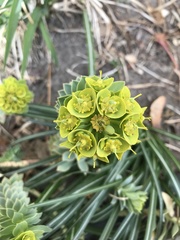 Euphorbia epithymoides