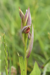 Serapias parviflora