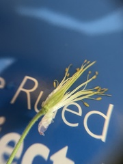Aquilegia canadensis