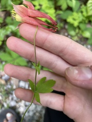 Aquilegia canadensis