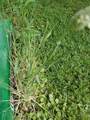 Phalaris brachystachys