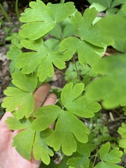 Aquilegia canadensis