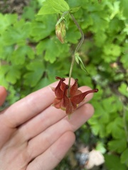 Aquilegia canadensis