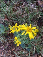 Arnica acaulis